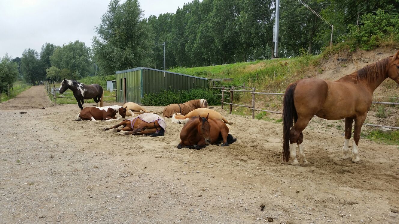Duwen Mount Bank kalf Natuurlijk paarden houden in Dordrecht – Iron Horse Ranch